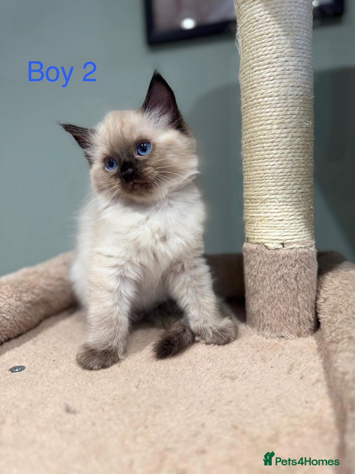 Ragdoll cats Beautiful purebred ragdoll kittens - Advert 2