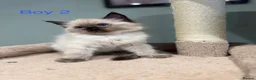 Ragdoll cats for sale: Beautiful purebred ragdoll kittens in Doncaster - Advert 22