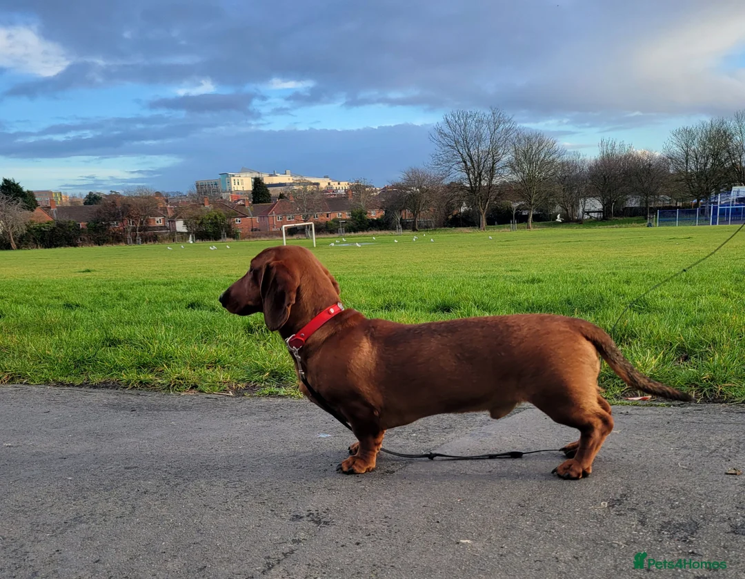 Dachshund dogs for sale: STANDARD DACHSHUND BOY kc registered  - Advert 4