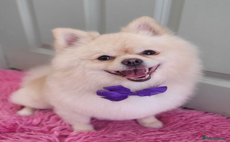 Pomeranian dogs Pomeranian stud available  - Advert 1