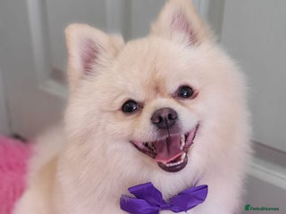 Pomeranian dogs for stud: Pomeranian stud available - Advert 1