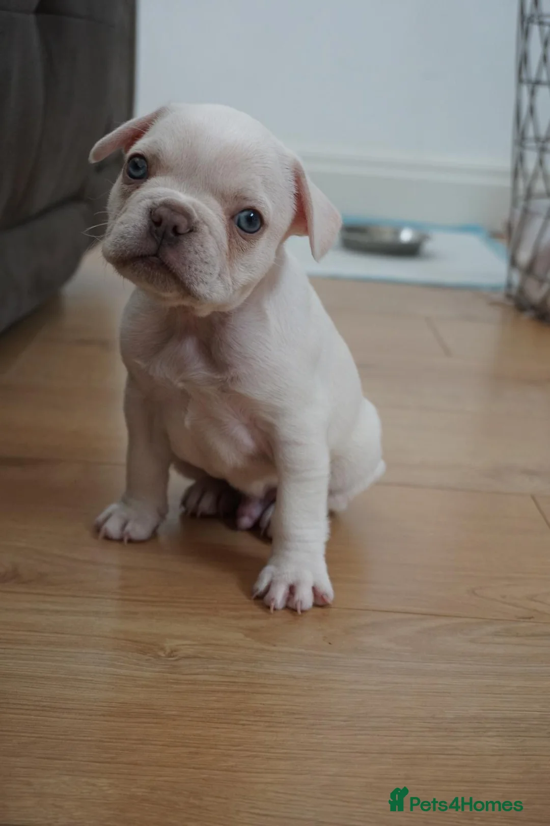 French Bulldog dogs for sale: Beautiful platinum frenchy boy for sale  in London - Advert 2