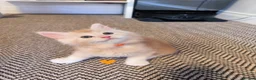 Maine Coon cats for sale: Maine coon MIX kittens  - Advert 23