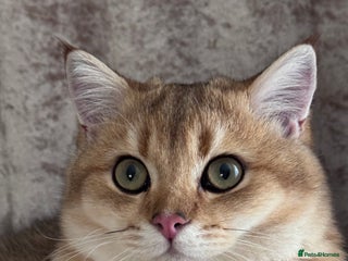 British Shorthair cats BSH BOY GCCF GOLDEN BLACK TIPPED - Advert 18