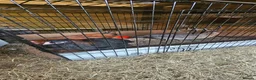 Mixed Breed poultry for sale: 3 x hens near point of lay  - Advert 10