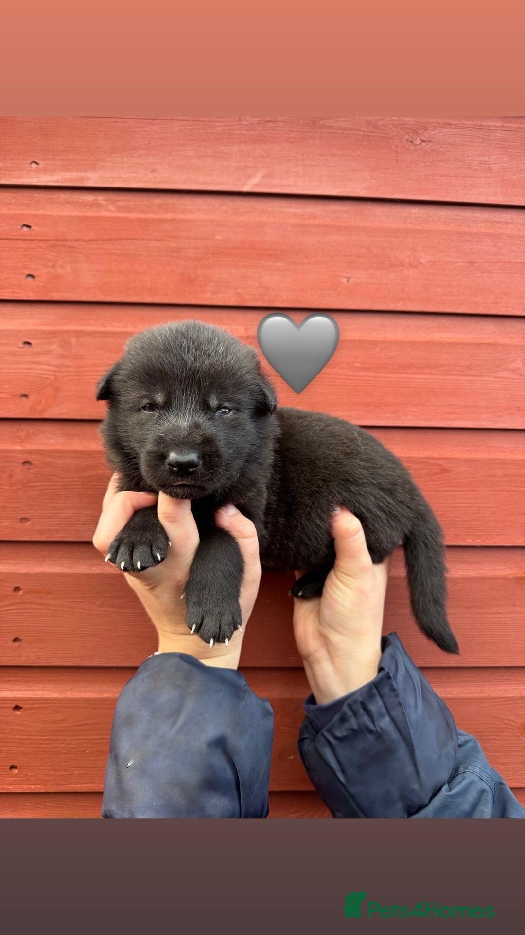 Saarloos Wolfdog dogs for sale: Stunning Low Content Wolfdog Puppies - Advert 11