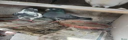 Pigeons birds for sale: Afghni pigeions in Southall - Advert 6