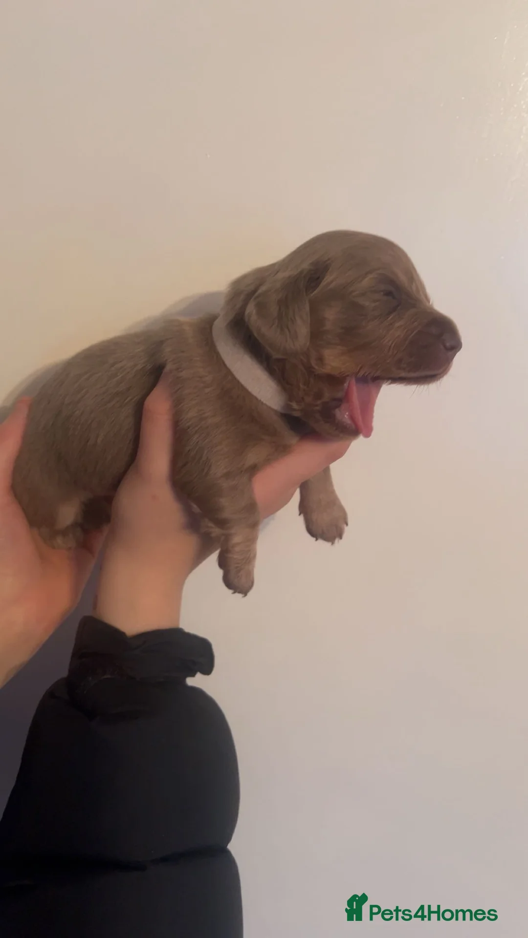 Miniature Dachshund dogs for sale: ‼️ LAST 3 READY TO LEAVE NOW ‼️ - Advert 8