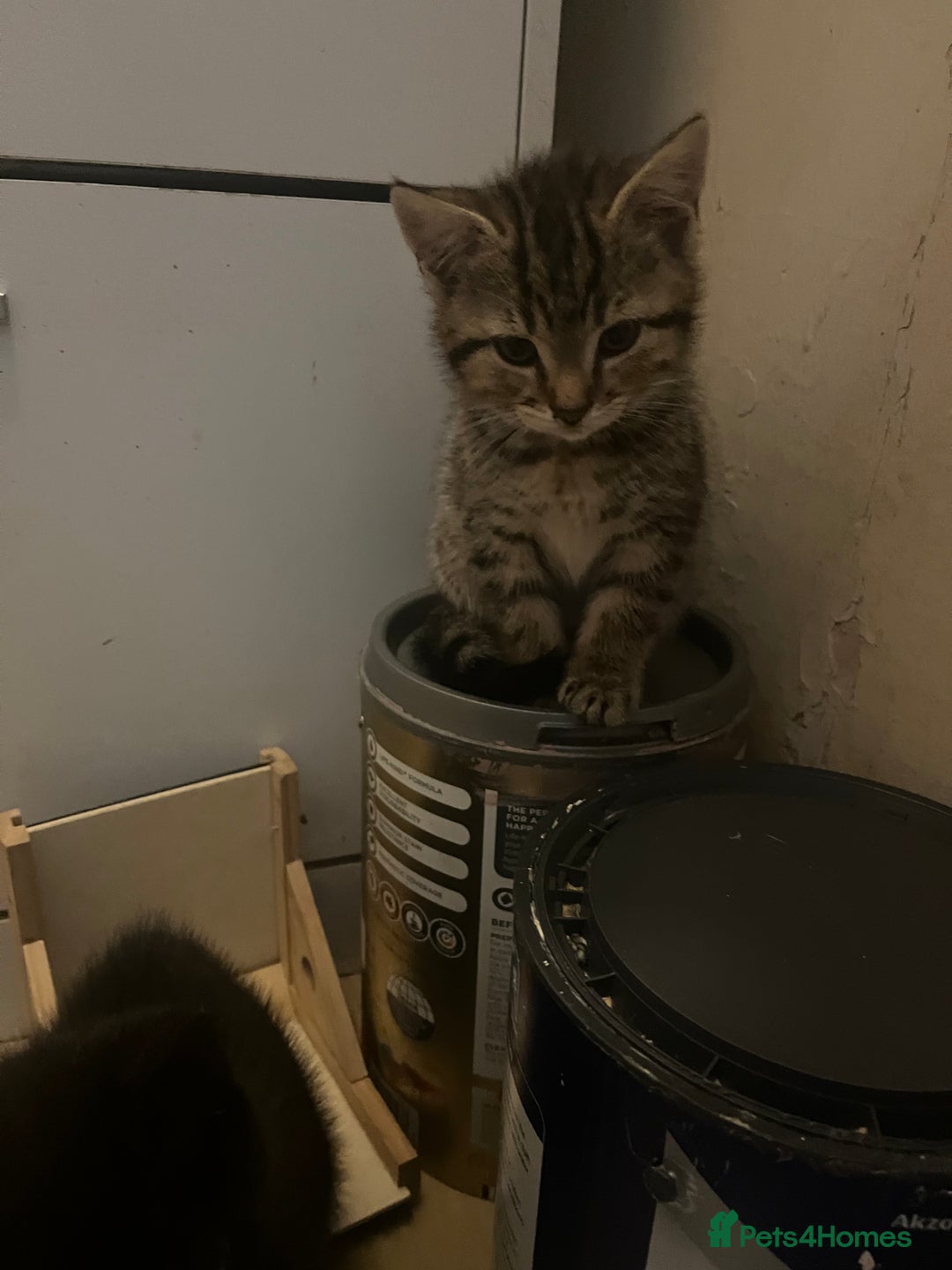 Domestic Shorthair cats for sale: Tabby kitten - Image 3