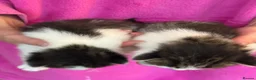 British Shorthair cats for sale: Beautiful Family Raised Kittens  - Advert 6