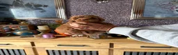 Cockapoo dogs for sale: F1B Cockapoo Puppies - Advert 17