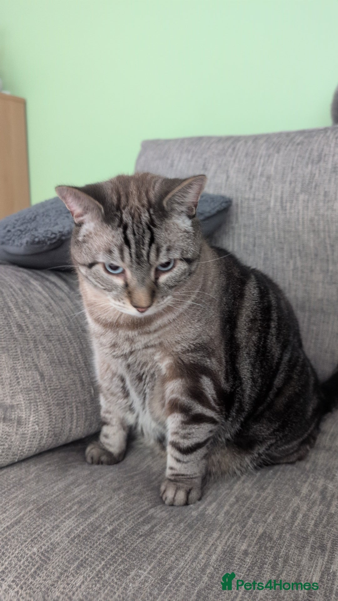 Mixed Breed cats for sale: Beautiful Calico & Siamese/Bengal cross cats - Advert 5