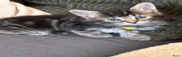 Mixed Breed cats for sale: Beautiful 7 kittens looking for forever homes - Advert 24