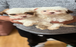 Maltese dogs for sale: Maltes - Image 2