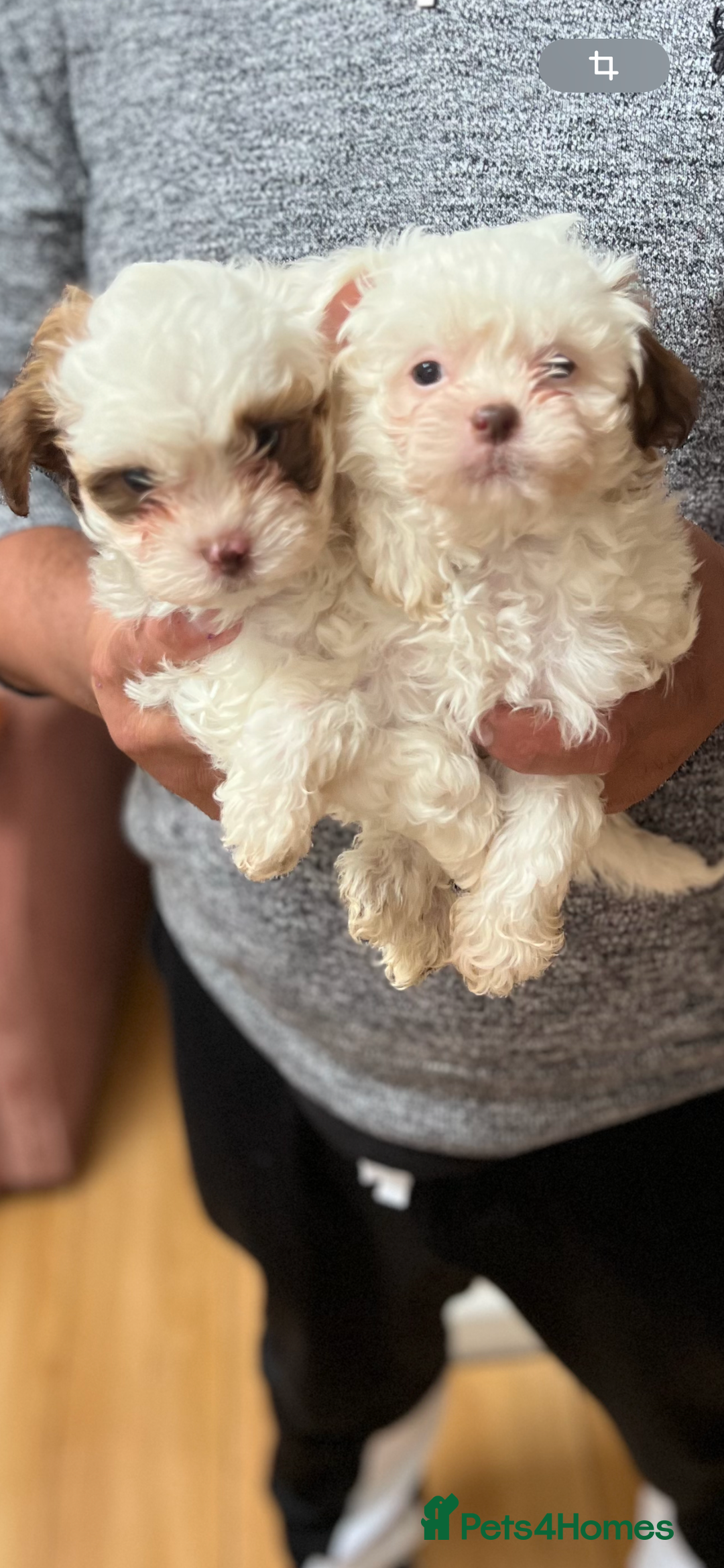 Maltese dogs for sale: Maltes - Image 2