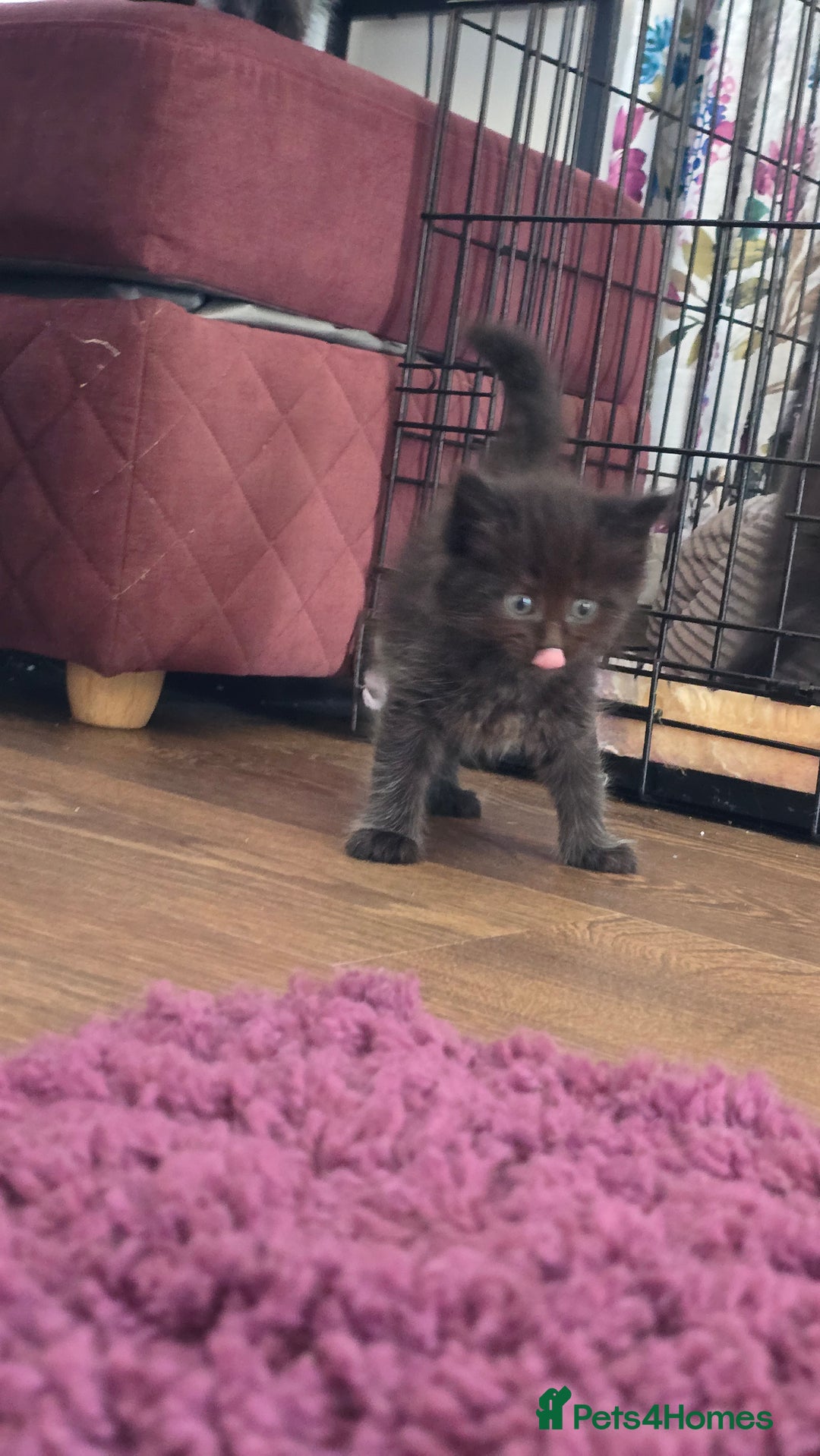Maine Coon cats for sale: Stunning Maine Coon X  - Image 10