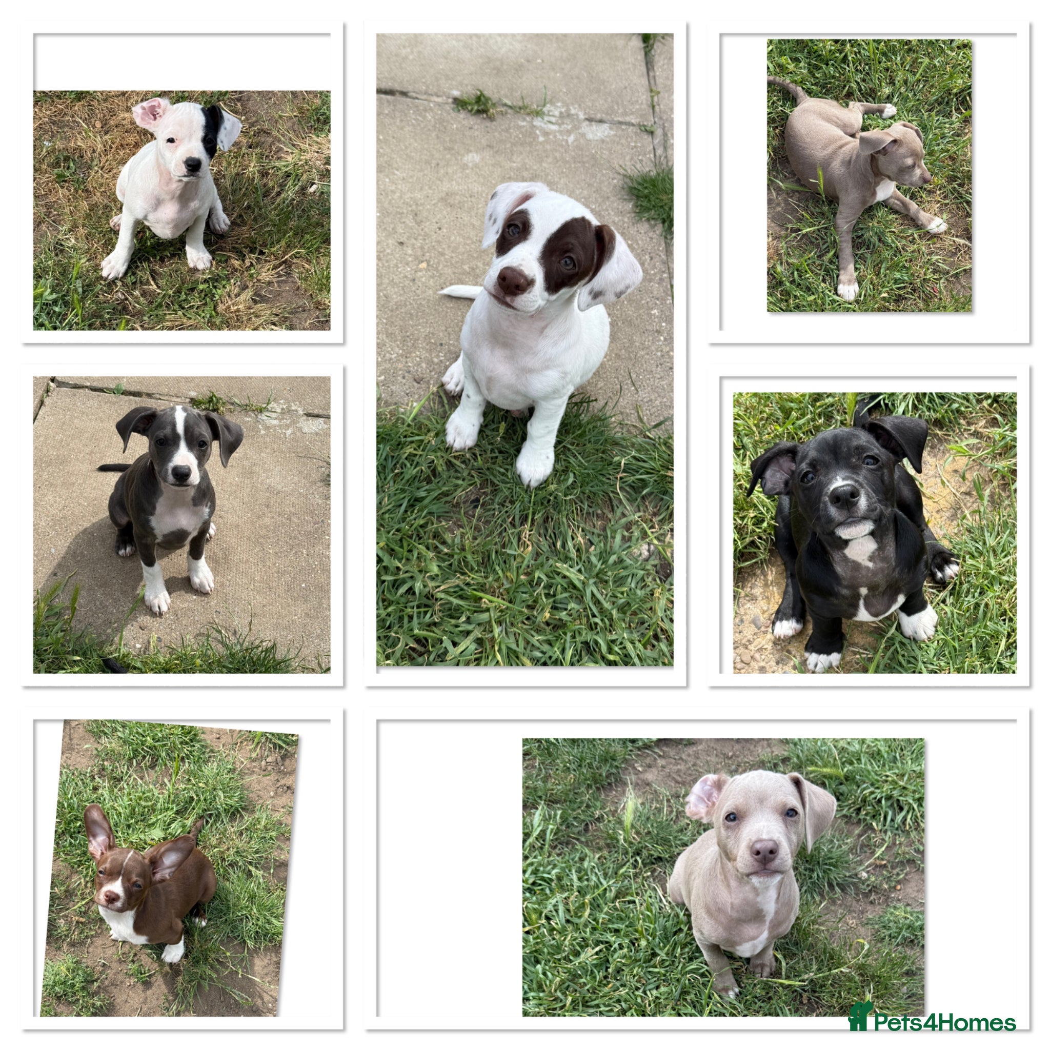 Mixed Breed dogs ❌French bulldog/cocker spaniels ❌ - Advert 3