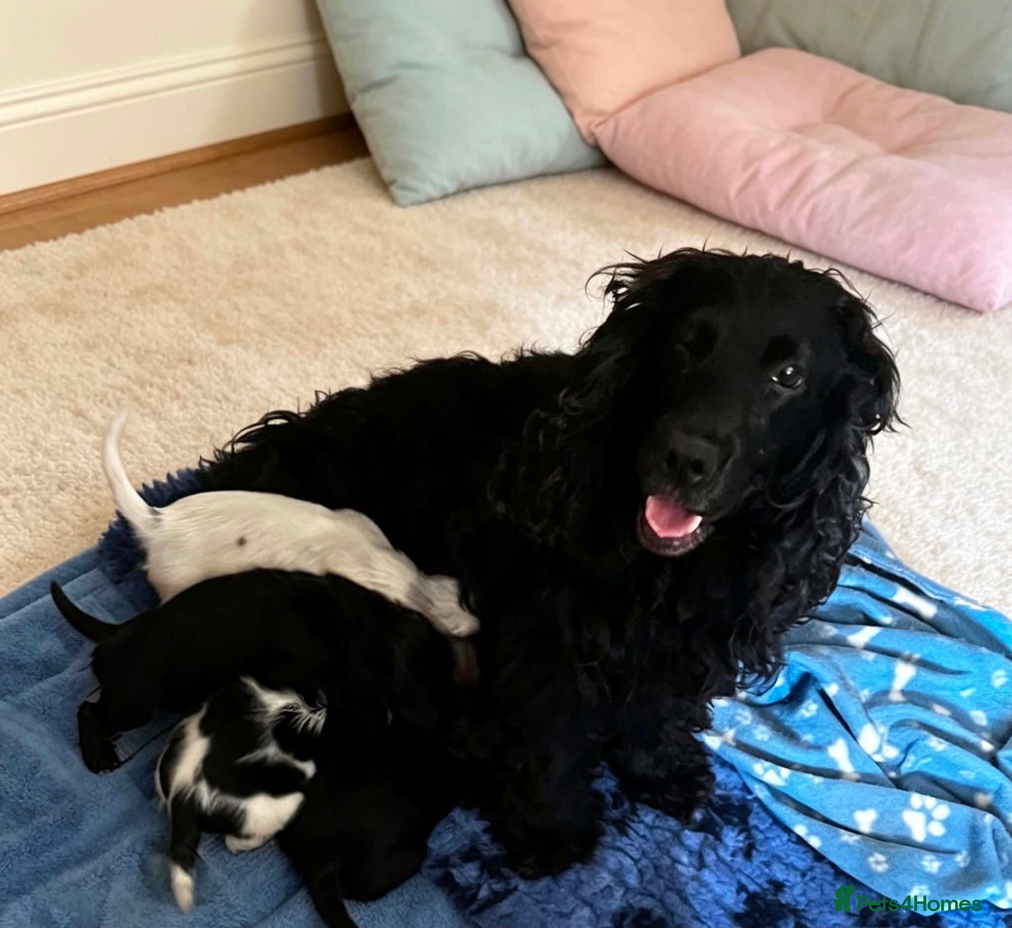 Cocker Spaniel dogs Gorgeous, beautiful cocker spaniel pups - Advert 5