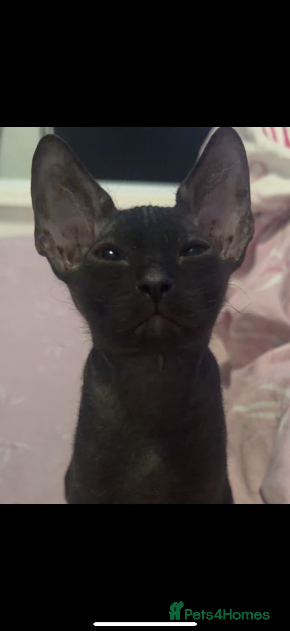 Sphynx cats Full breed Sphynx kittens for sale  - Advert 13