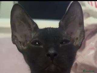 Sphynx cats Full breed Sphynx kittens for sale - Advert 2