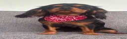 Cavalier King Charles Spaniel dogs for sale: KC Registered KCCS B&T boy for sale  - Advert 5