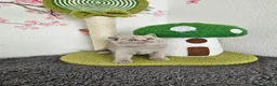 British Shorthair cats for sale: British Shorthair Kittens - Advert 12