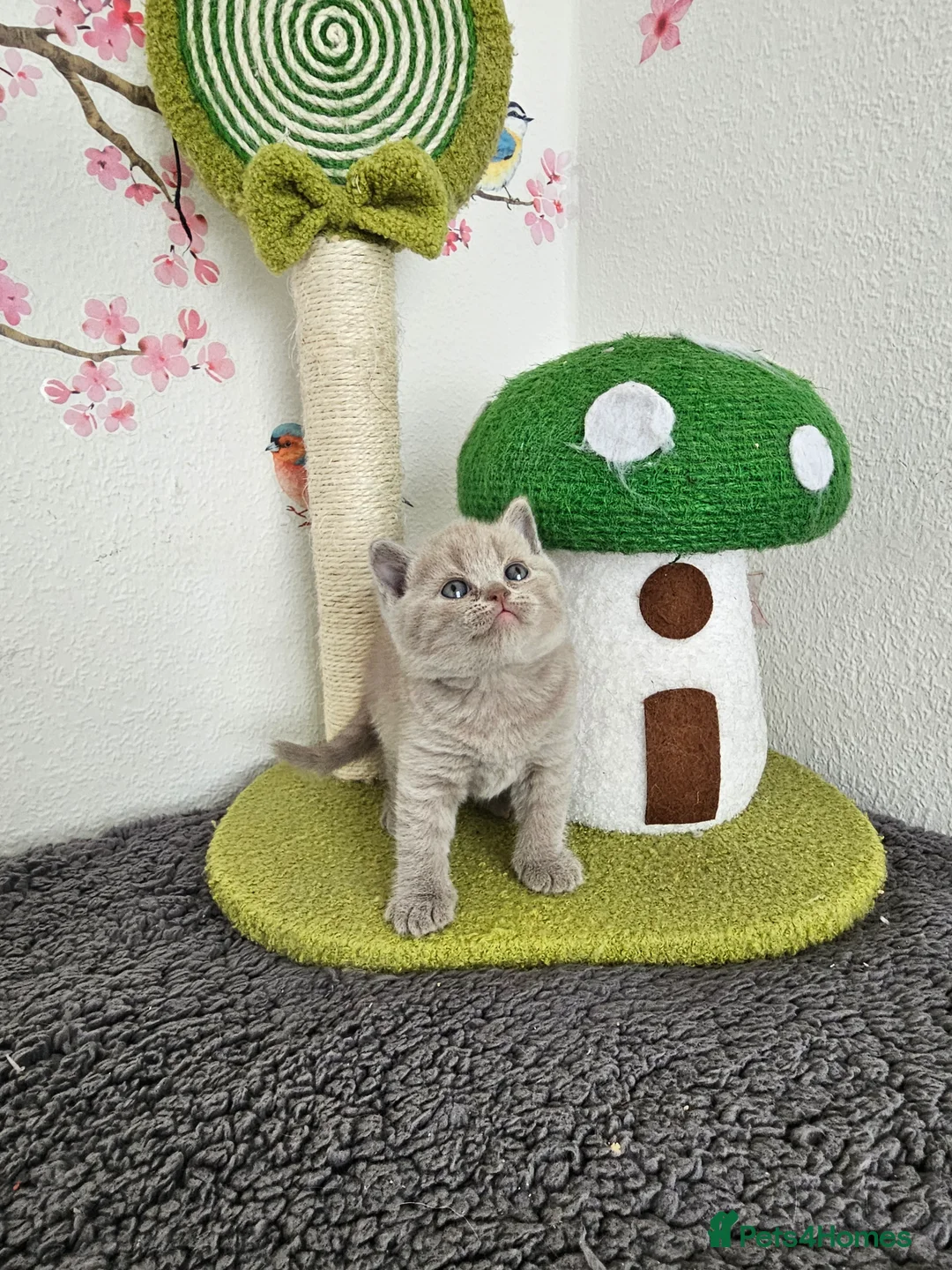 British Shorthair cats for sale: British Shorthair Kittens - Advert 12