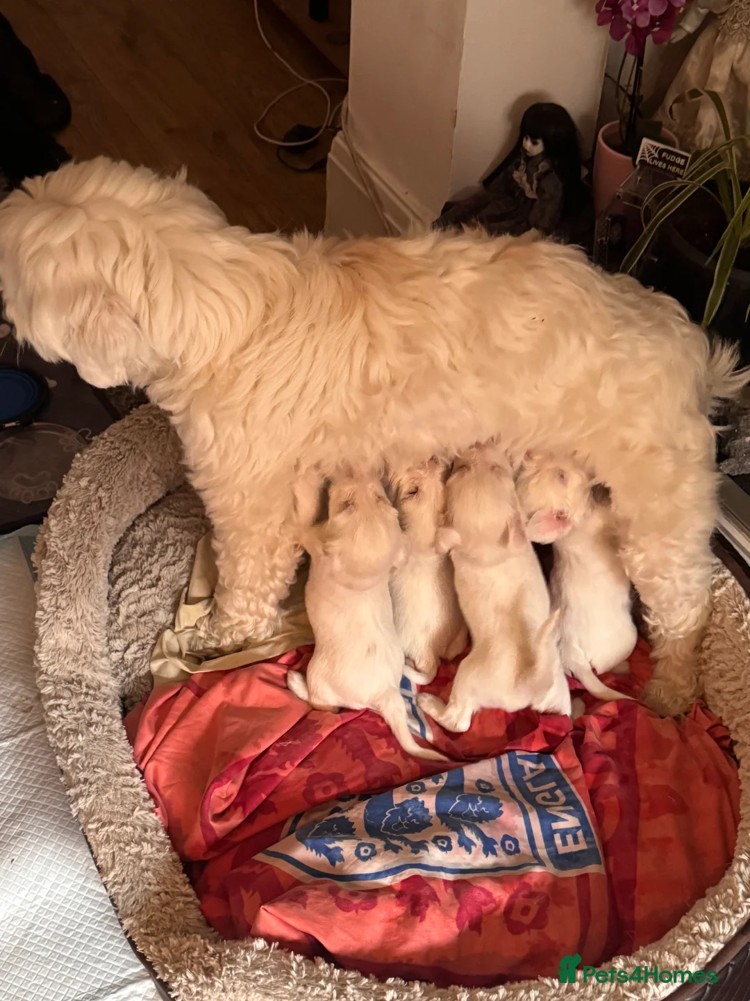 Tibetan Terrier dogs for sale: Tibetan Terrier Pups – Ready Now (Price Reduced) - Advert 2