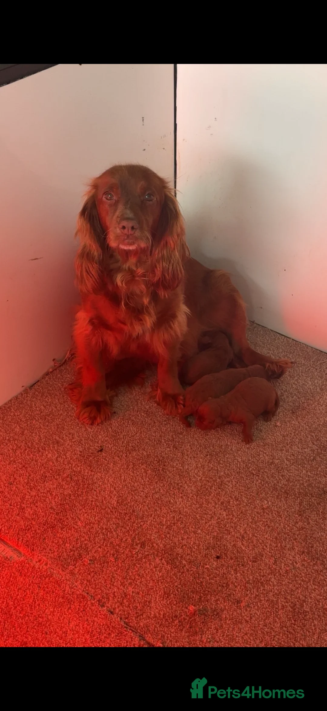 Cockapoo dogs for sale: Deep Red Cockapoo Puppies - Advert 12