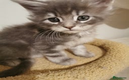 Maine Coon cats for sale: Full pedigree Maine Coon kittens for sale  - Advert 15