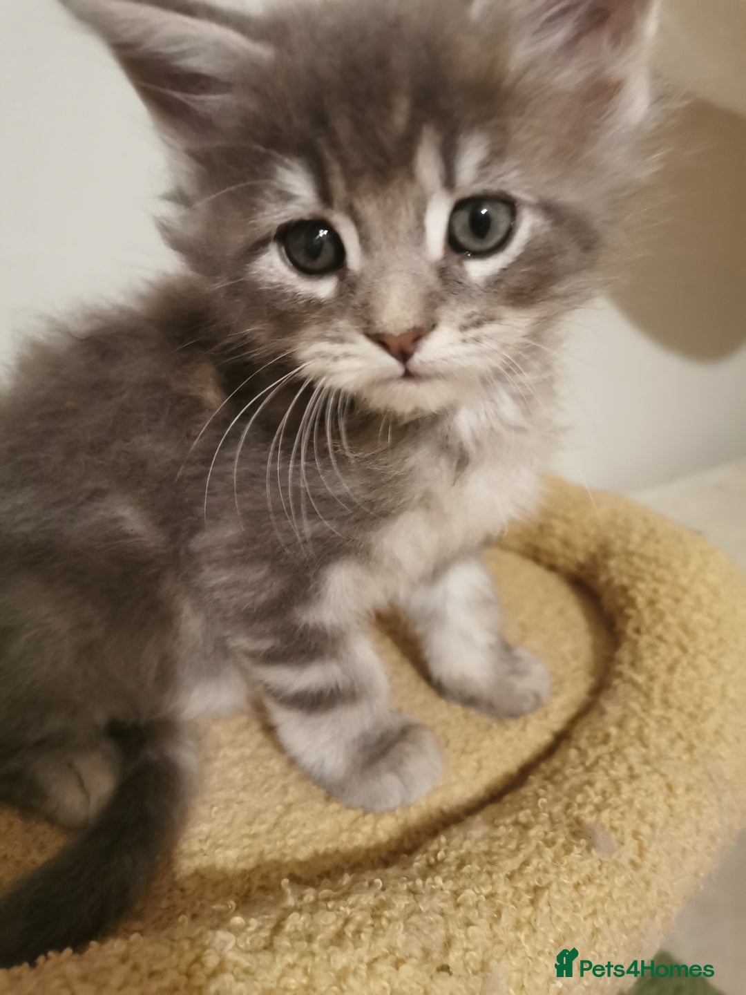 Maine Coon cats for sale: Full pedigree Maine Coon kittens for sale  - Advert 15