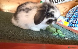 Mini Lop rabbits for sale: Baby mini lop bunnies  - Image 2