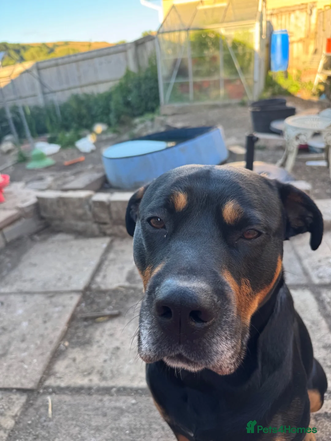 Mixed Breed dogs for stud: rottie x for stud in Bridport - Advert 2