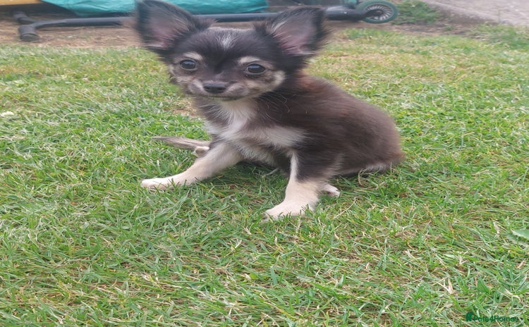 Chihuahua dogs - Advert 15