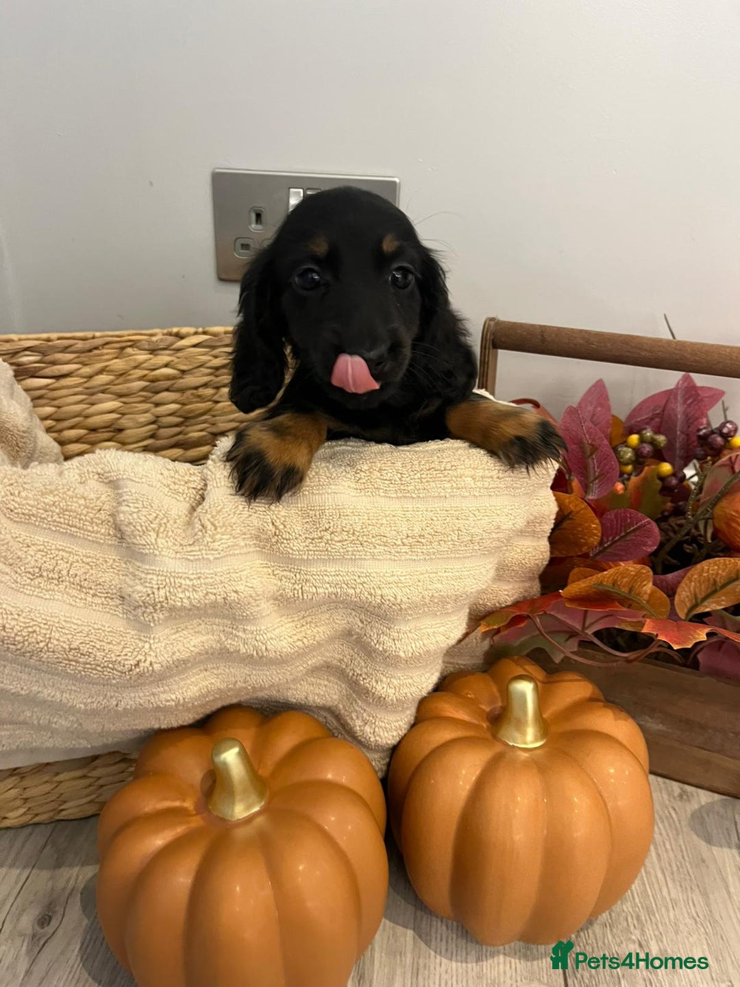 Miniature Dachshund dogs for sale: Beautiful miniature dachshund puppies  - Image 11