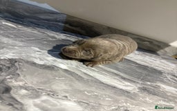 Labrador Retriever dogs for sale: GORGEOUS silver Labradors 🐶  - Advert 9