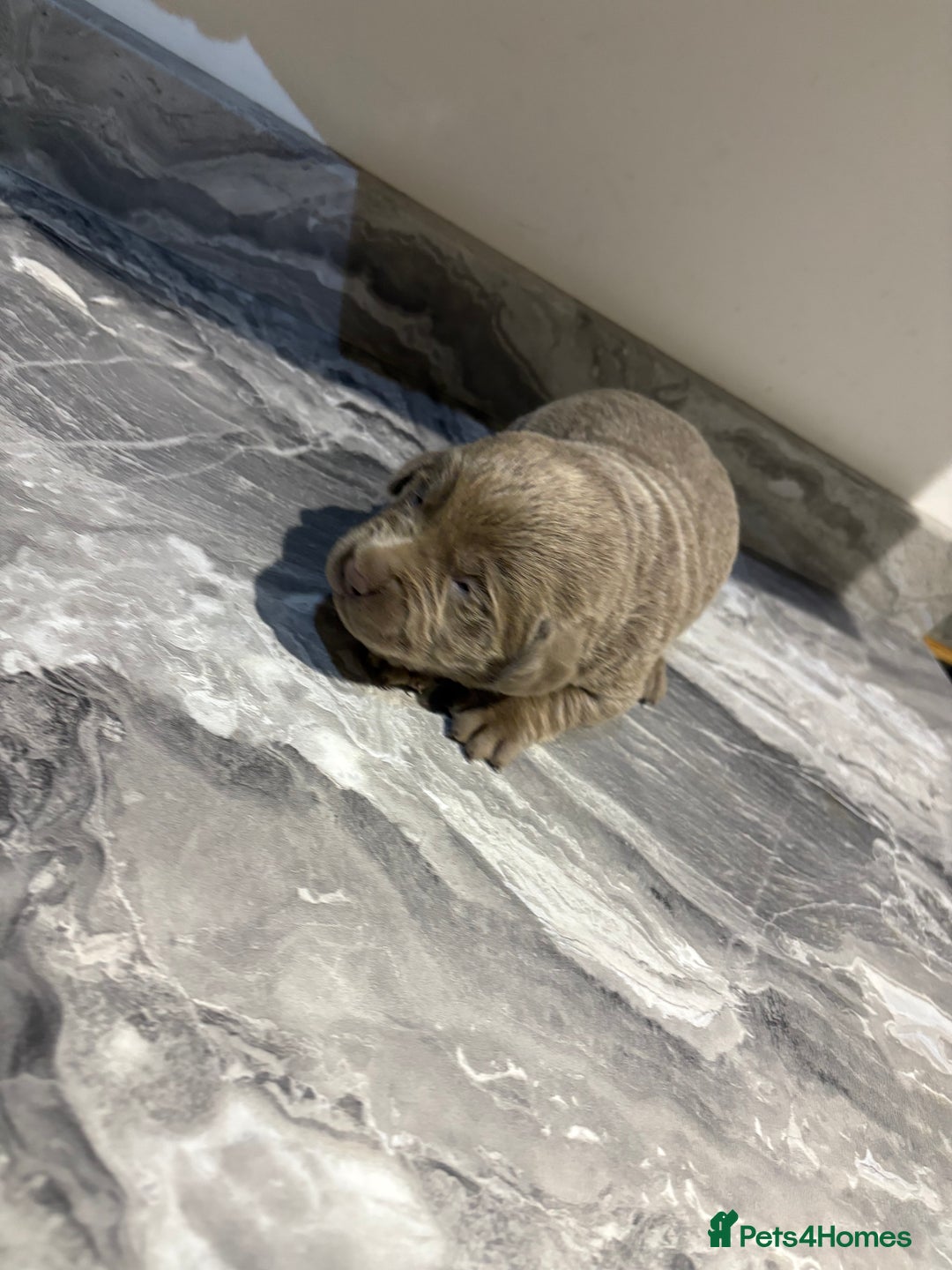 Labrador Retriever dogs for sale: GORGEOUS silver Labradors 🐶  - Advert 9