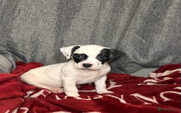 American Bulldog dogs for sale: American Bulldog - Image 25