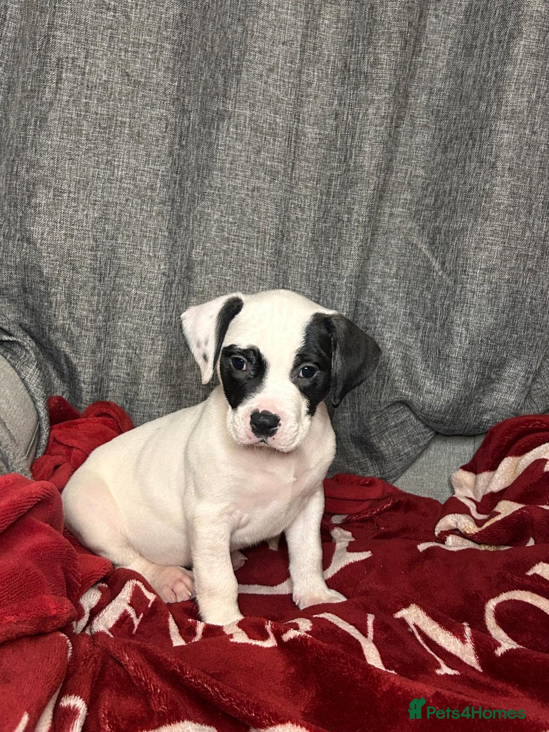 American Bulldog dogs for sale: American Bulldog - Image 25
