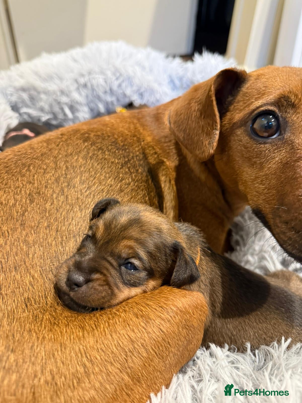 Patterdale Terrier dogs Red Patterdale pup - Advert 2