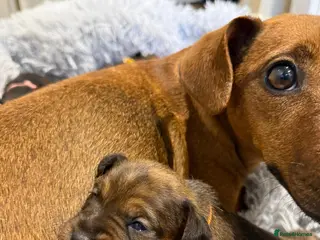 Patterdale Terrier dogs Red Patterdale pup - Advert 1