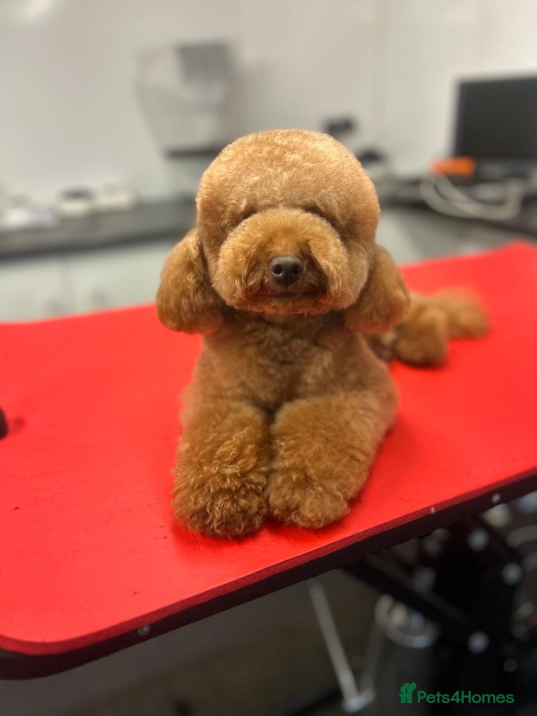 Toy Poodle dogs for stud: Leo Toy Poodle fox red Stud in Telford - Advert 18