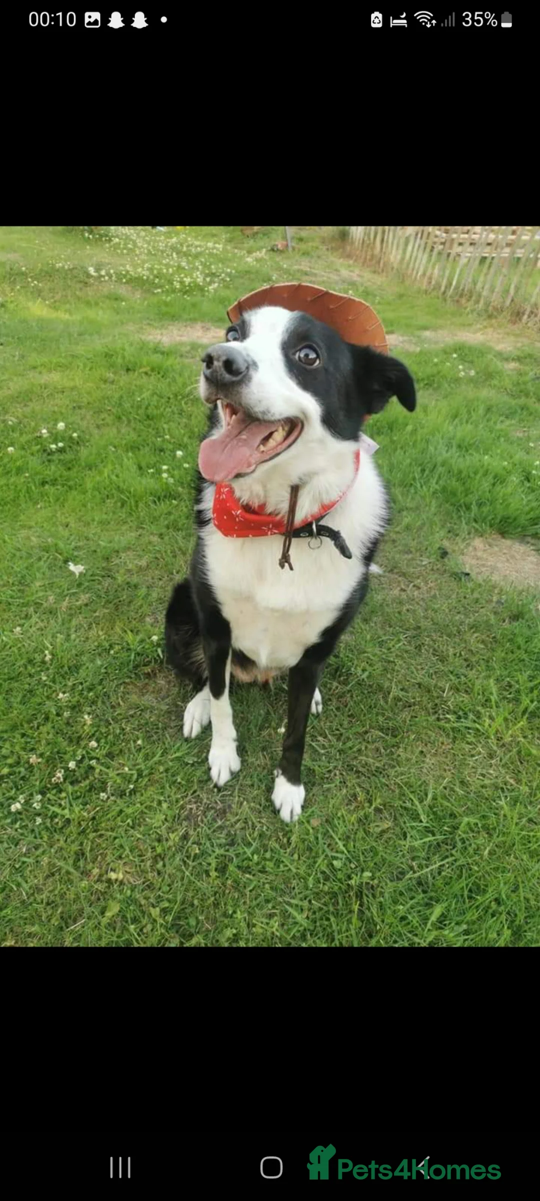 Border Collie dogs for sale: Ozzy  - Advert 2