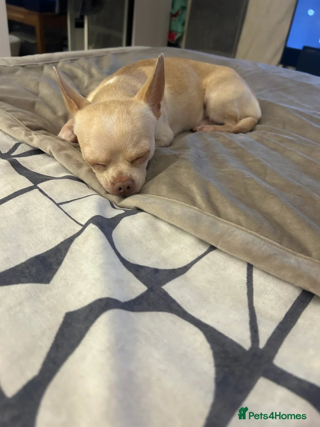 Chihuahua dogs for stud: *STUD NOT SALE* in Burnham-on-Crouch - Advert 2