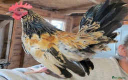 Chickens poultry for sale: Serema Cockerel - Image 2
