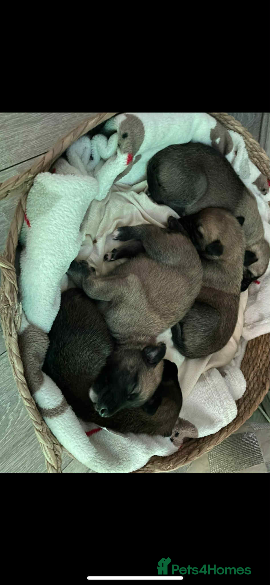 Mixed Breed dogs for sale: Belgian Malinois X Greyhound   - Image 5