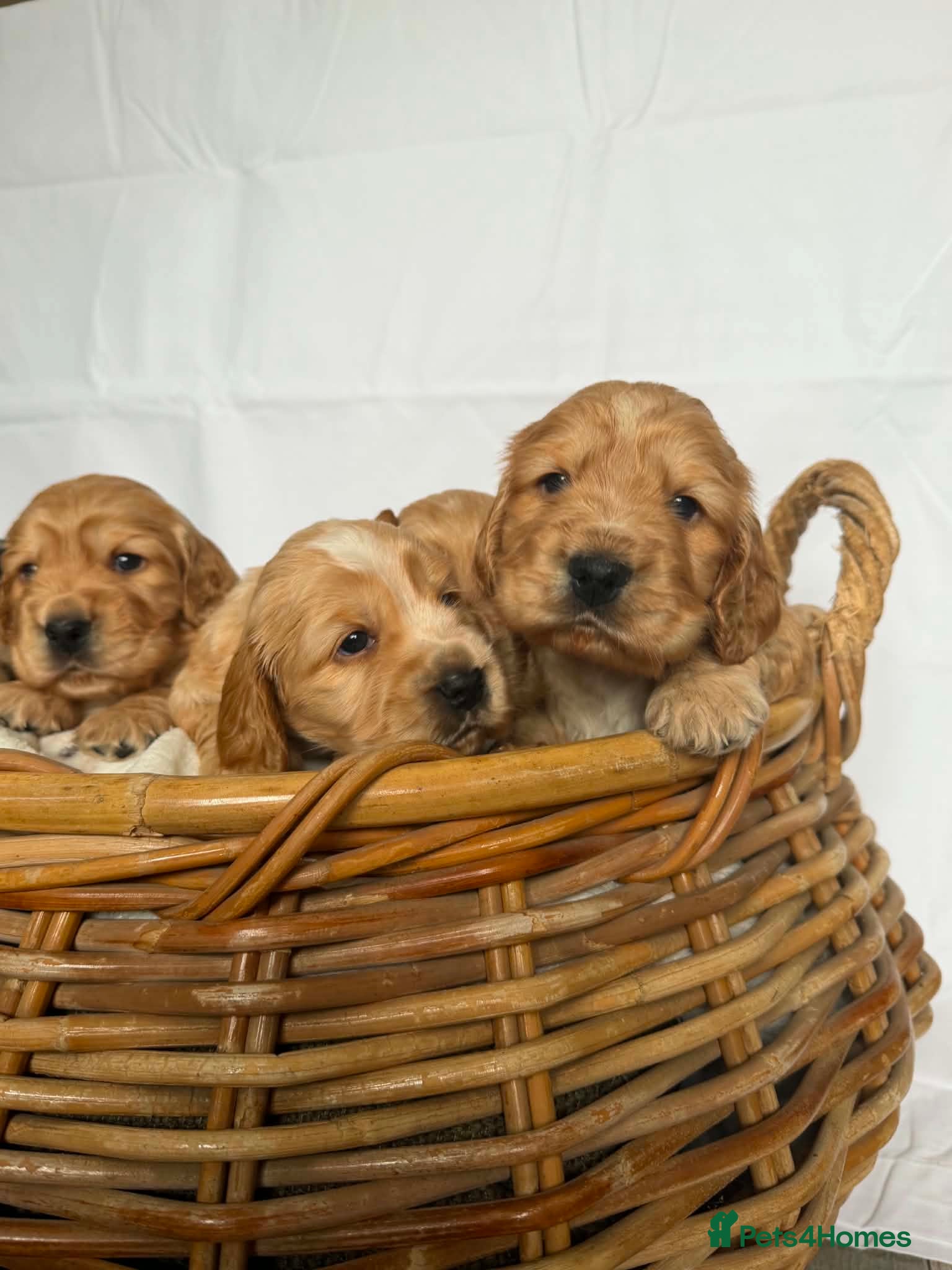Cocker Spaniel dogs Cocker spaniel - Advert 9