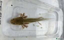 Axolotl reptiles for sale: *reduced*Rare Baby Lavender and wild type axolotl  - Image 26