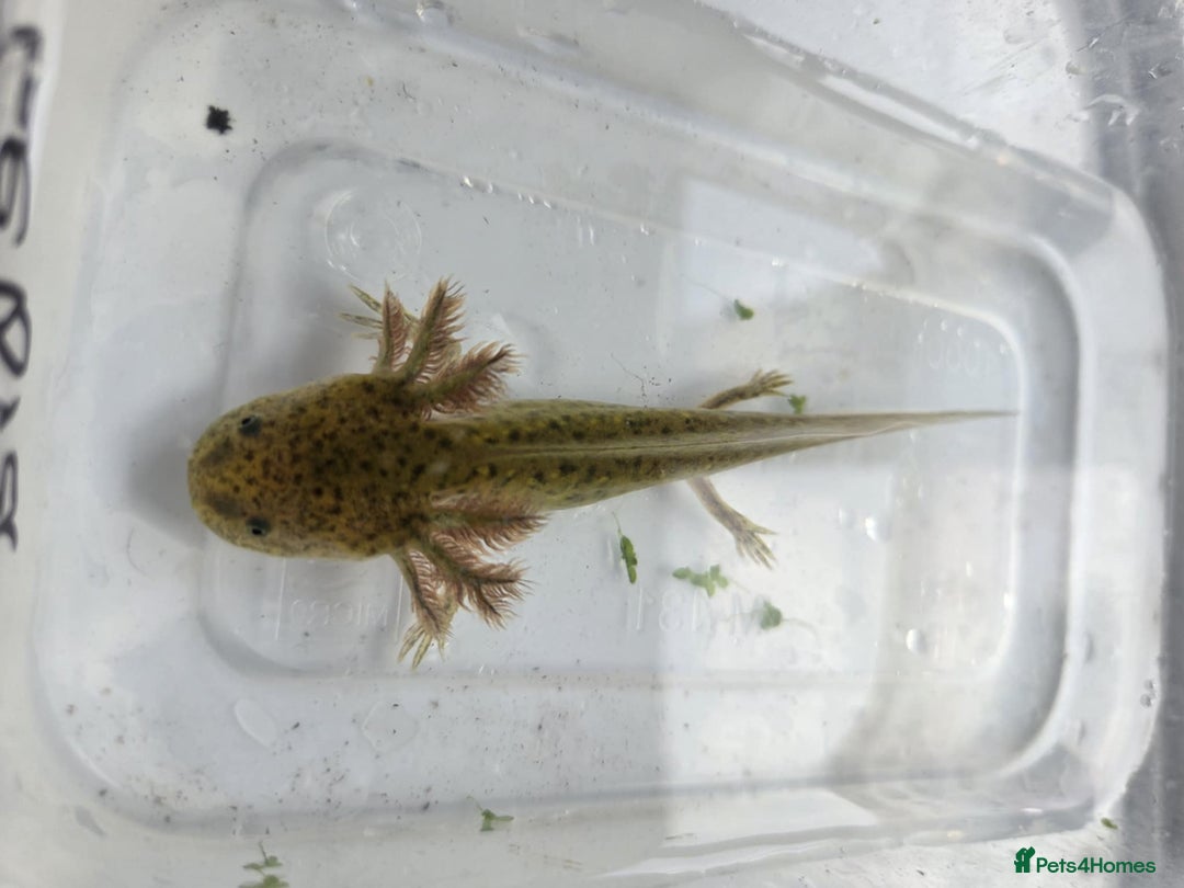 Axolotl reptiles for sale: *reduced*Rare Baby Lavender and wild type axolotl  - Image 26