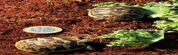 Tortoise reptiles for sale: Baby Herman Tortoise for sale - Advert 3
